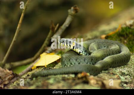 Eine große Grasschlange, die auf einem Baumstamm liegt, September-Tag Stockfoto