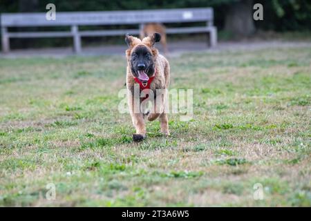 Phoebe, Leonberger Stockfoto