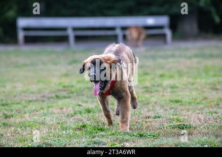 Phoebe, Leonberger Stockfoto