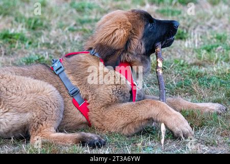 Phoebe, Leonberger Stockfoto