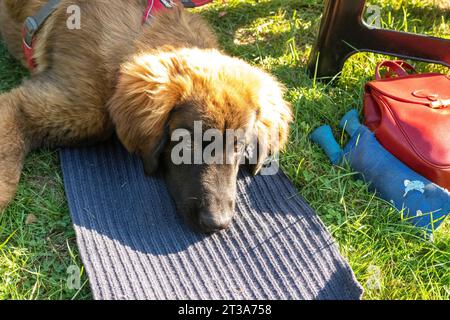 Phoebe, Leonberger Stockfoto