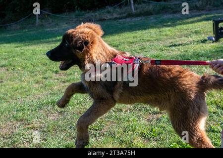 Phoebe, Leonberger Stockfoto