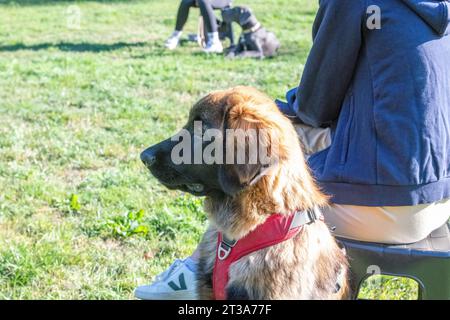 Phoebe, Leonberger Stockfoto
