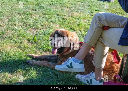 Phoebe, Leonberger Stockfoto