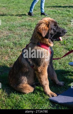 Phoebe, Leonberger Stockfoto