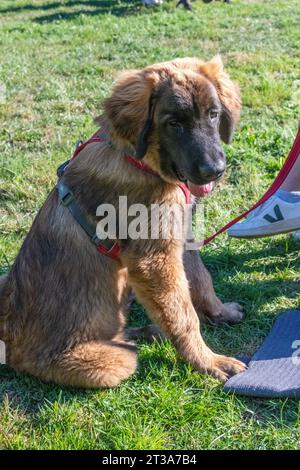 Phoebe, Leonberger Stockfoto