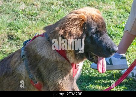 Phoebe, Leonberger Stockfoto