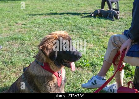 Phoebe, Leonberger Stockfoto