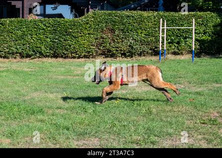 Phoebe, Leonberger Stockfoto