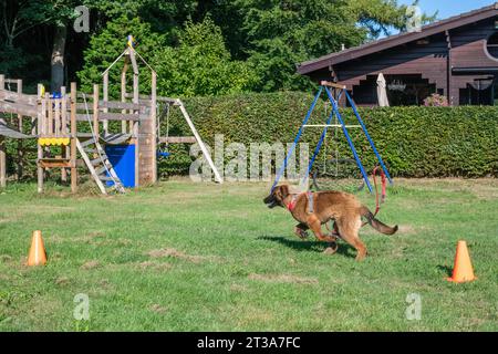 Phoebe, Leonberger Stockfoto
