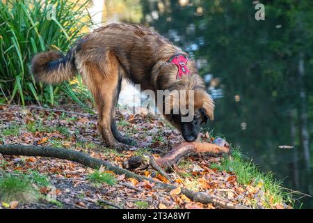 Phoebe, Leonberger Stockfoto