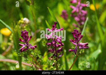 Fumaria officinalis, Gemeinsame Fumitory-Blume Stockfoto
