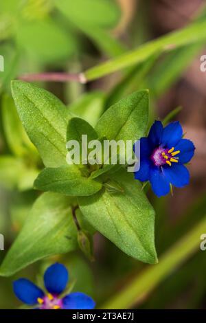 Lysimachia arvensis, scharlachrote Pimpernblume Stockfoto