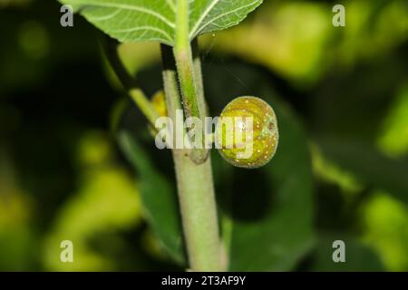 Ficus carica, eine blühende Pflanze aus der Familie der Maulbeeren, wird als gewöhnliche Feige bezeichnet. Die Dose oder Dumur Frucht ist gut zu essen und leicht anzubauen. Stockfoto