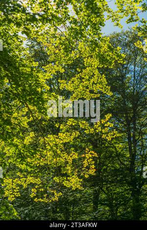 Vollrahmen bedeckt mit sehr grünen Buchenblättern mit Hintergrundbeleuchtung Stockfoto