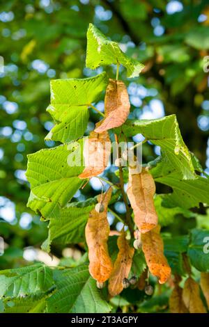 Die Blätter und Früchte einer gemeinen Limette (Tilia x europaea), auch bekannt als Europäische Limette und gemeine Linde, im Herbst in North Somerset, England. Stockfoto
