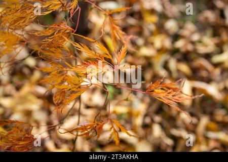 Japanischer Ahorn gelbliche Blätter auf getrocknetem herbstlichem Hintergrund, goldene Farben, weicher Fokus Stockfoto