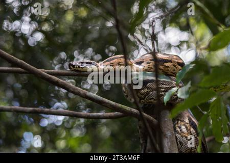 Eine große Madagaskar Ground Boa (Acrantophis madagascariensis), die sich in einem Baum zusammengerollt hat Stockfoto