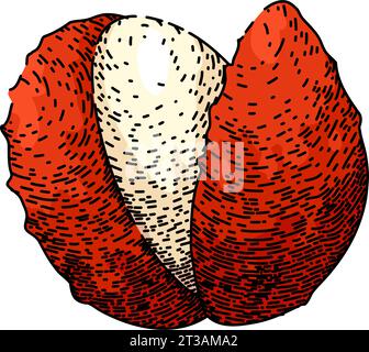 Fruchtlychees skizzieren handgezeichneter Vektor Stock Vektor