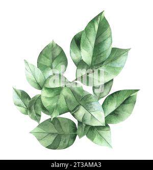 Die Aquarellzusammensetzung von Privatblättern. Handgezeichnete Illustration auf isoliertem Hintergrund. Botanische Dekorationszeichnung des ligustrambaums. Stockfoto