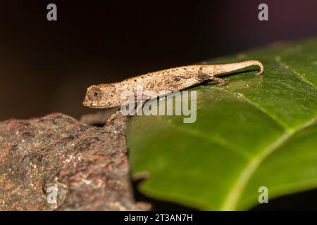 Brookesia minima ist eines der kleinsten Chamäleons der Welt in Madagaskar, das auf einem Blatt sitzt Stockfoto