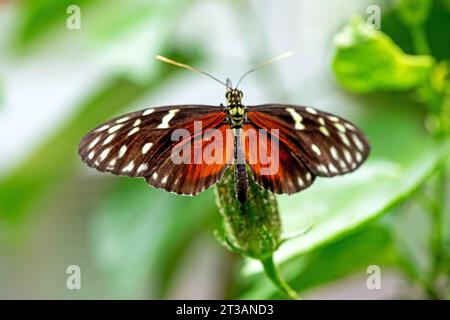 Golden Longwing - Heliconius Hekale, tropische Schmetterlinge, aus Peru und Mexiko. Andere Bezeichnung: Hecale Longwing, Tiger Longwing oder Golden Heliconian Stockfoto