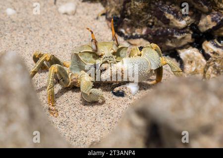 Nahaufnahme einer gehörnten Geisterkrabbe (Ocypode ceratophthalmus) auf dem Sand am Strand, die seine große Klaue hochhält Stockfoto