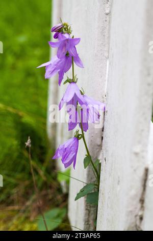 CAMPANULA RAPUNCULOIDES kriechende Glockenblume Stockfoto