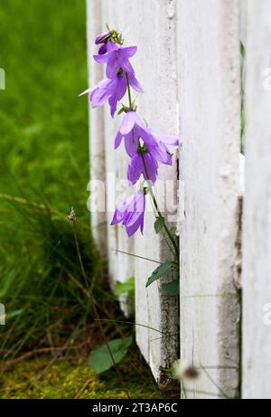 CAMPANULA RAPUNCULOIDES kriechende Glockenblume Stockfoto