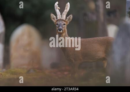 Rehe leben auf dem Friedhof Stockfoto