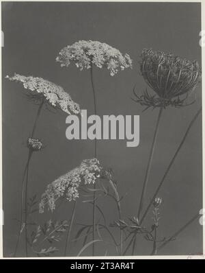 234. Daucus carota, wilde Karotten, Königin-Anne-Spitze, Vogelnest Stockfoto