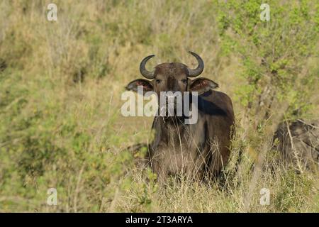 Afrikanische Tierwelt, junger Erwachsener afrikanischer Büffel, Syncerus Caffer, wachsam, Tier in natürlichem Lebensraum, Hluhluwe Umfolozi Park, Südafrika, Safari Stockfoto
