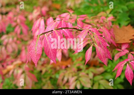 Rosafarbene Blätter des Euonymus Alatus Spindelbaums, auch bekannt als brennender Busch oder geflügelte Spindel, im Herbst. Stockfoto