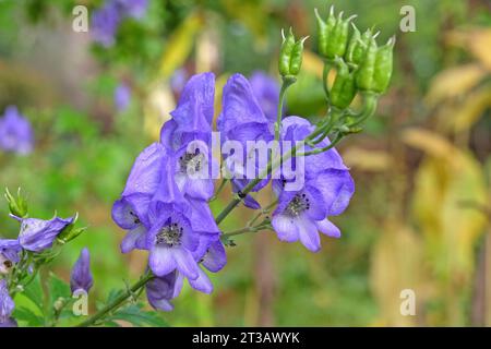 Aconitum carmichaelii, oder die lila Kapuze des Mönchs von Carmichael in Blüte Stockfoto
