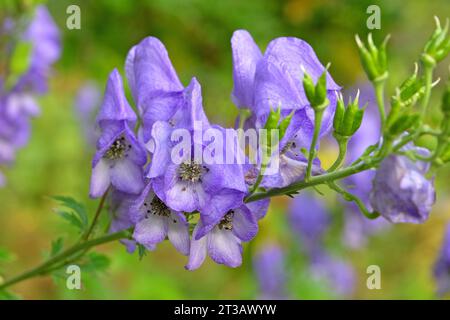 Aconitum carmichaelii, oder die lila Kapuze des Mönchs von Carmichael in Blüte Stockfoto