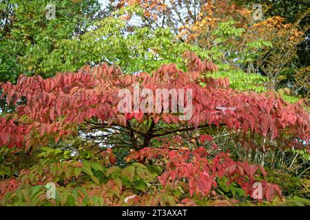 Die roten Blätter des Viburnum plicatum, japanischer Schneeballbusch im Herbst Stockfoto