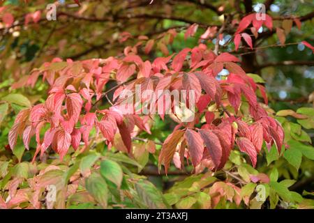 Die roten Blätter des Viburnum plicatum, japanischer Schneeballbusch im Herbst Stockfoto