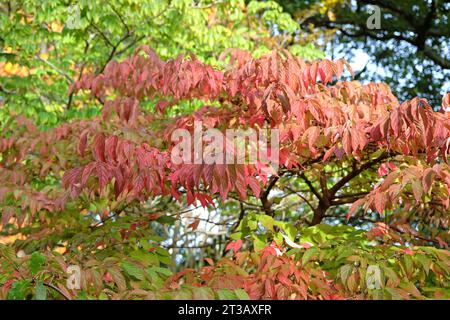 Die roten Blätter des Viburnum plicatum, japanischer Schneeballbusch im Herbst Stockfoto