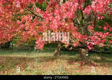 Die roten und orangen Blätter der Liquidambar styraciflua 'Lane RobertsÕ, auch bekannt als Sweetgum, flüssiger Bernstein oder amerikanischer Amber, während des Herbstes. Stockfoto