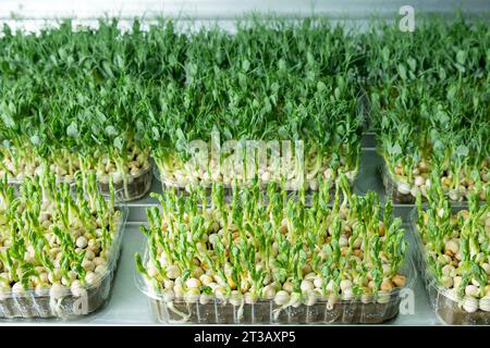 Saftige und junge Keimlinge von Mikrogrün im Gewächshaus. Saatgutanbau. Gesunde Ernährung Stockfoto