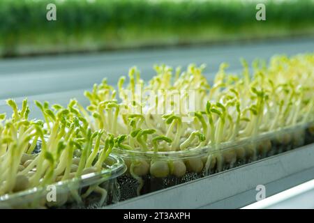 Saftige und junge Keimlinge von Mikrogrün im Gewächshaus. Saatgutanbau. Gesunde Ernährung Stockfoto