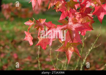 Die roten und orangen Blätter der Liquidambar styraciflua 'Lane RobertsÕ, auch bekannt als Sweetgum, flüssiger Bernstein oder amerikanischer Amber, während des Herbstes. Stockfoto