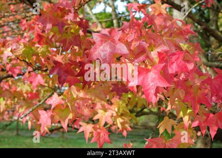 Die roten und orangen Blätter der Liquidambar styraciflua 'Lane RobertsÕ, auch bekannt als Sweetgum, flüssiger Bernstein oder amerikanischer Amber, während des Herbstes. Stockfoto