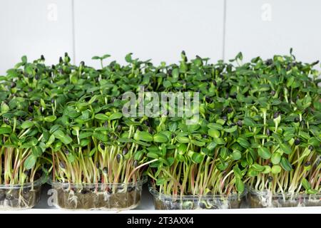 Saftige und junge Keimlinge von Mikrogrün im Gewächshaus. Saatgutanbau. Gesunde Ernährung Stockfoto