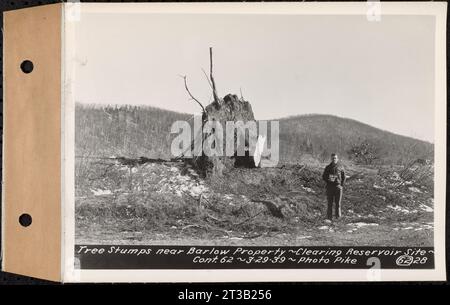 Vertrag Nr. 62, Clearing Lower Middle and East Branches, Quabbin Reservoir, Ware, New Salem, Petersham und Hardwick, Baumstümpfe in der Nähe von Barlow, Enfield and Ware, Mass., 29. März 1939 Stockfoto