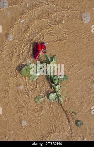 Die rote Rose wurde am Strand weggeworfen Stockfoto