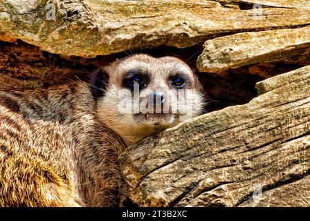 Ein Erdmännchen (Suricata suricatta), das sich in einem Baumstamm versteckt Stockfoto