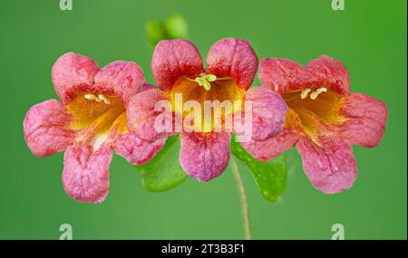 Kreuzblumen von Weinreben (Bignonia capreolata) Stockfoto