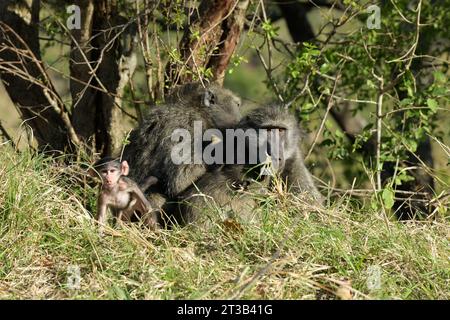 Schöne Tierfamilie, Gruppe von Chacma Pavian, Papio ursinus, Hluhluwe Umfolosi, Südafrika, Tierpflegeverhalten, soziale Bindung, Primaten Stockfoto