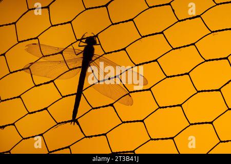 Kaiser Libelle Anax Impertor bei Sonnenuntergang Stockfoto